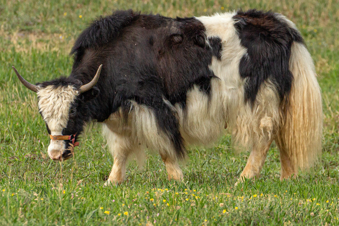 Yak
