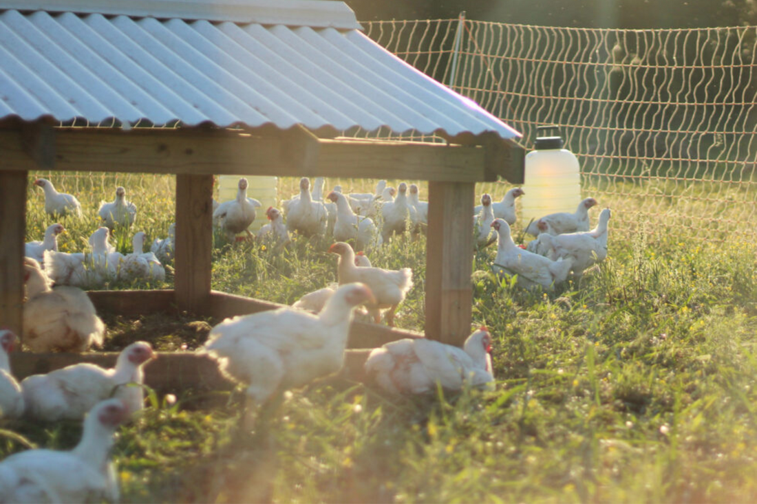Meat Chickens
