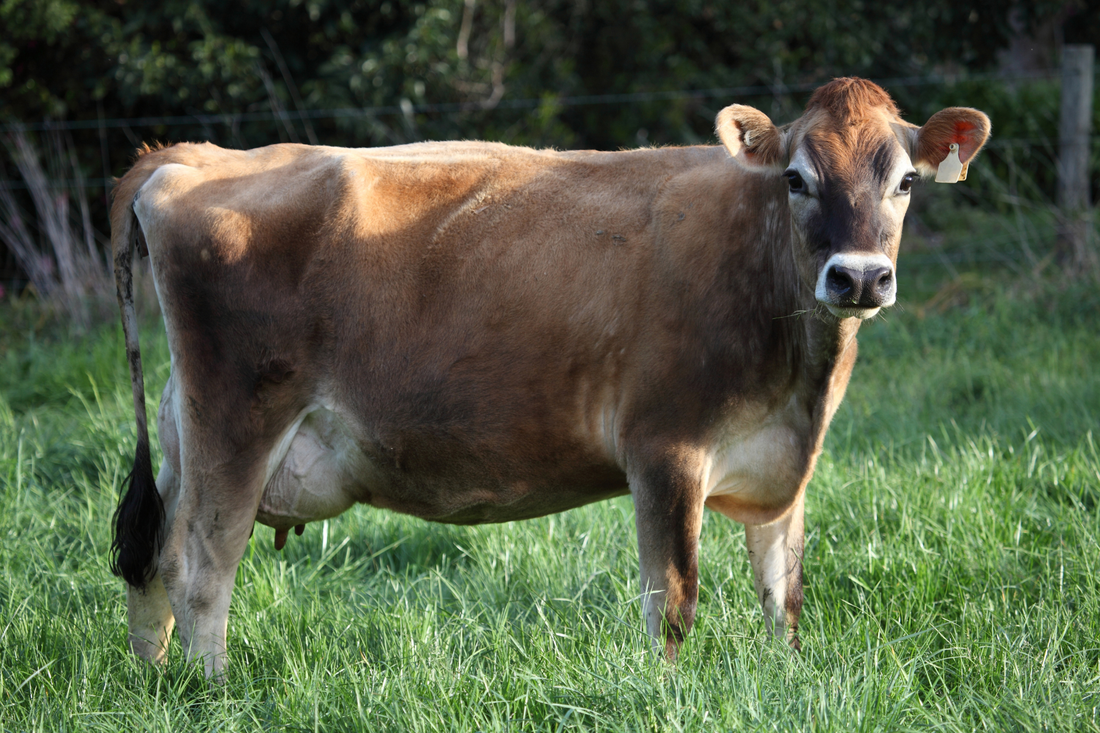 Dairy Cows