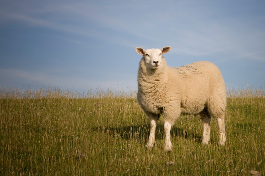 Dairy Sheep