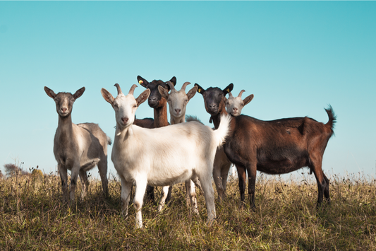 Dairy Goats