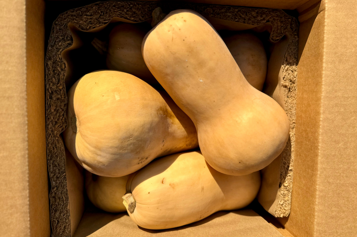 Butternut Squash Box
