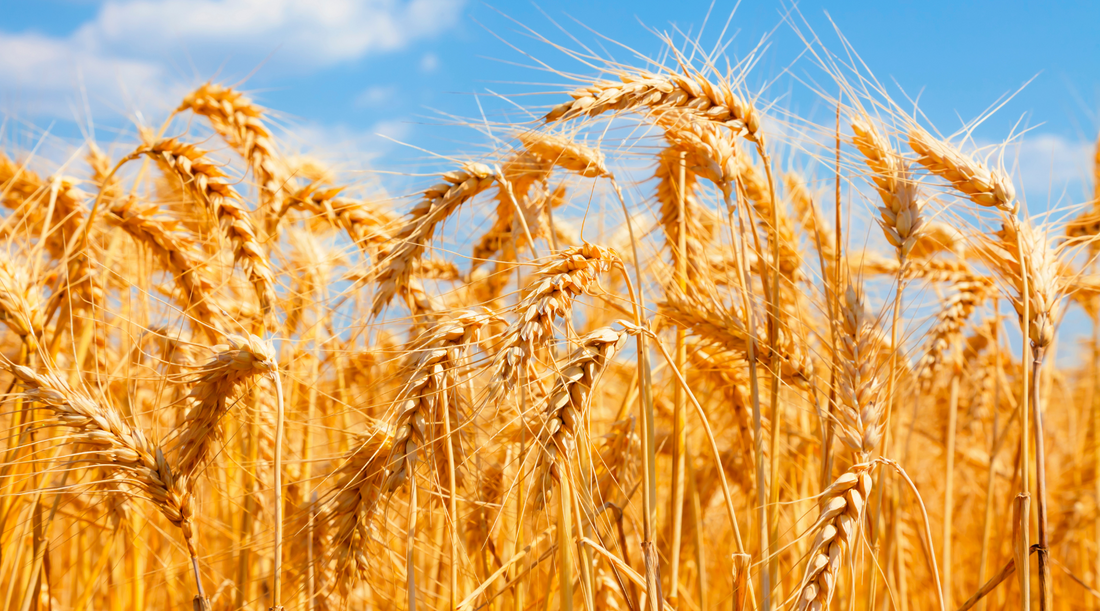 Grains, Glyphosate, and Your Gut: The Hidden Dangers Lurking in Your Food