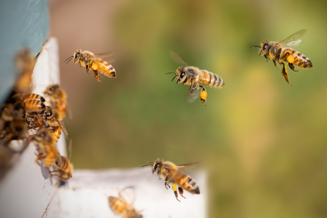 Bees