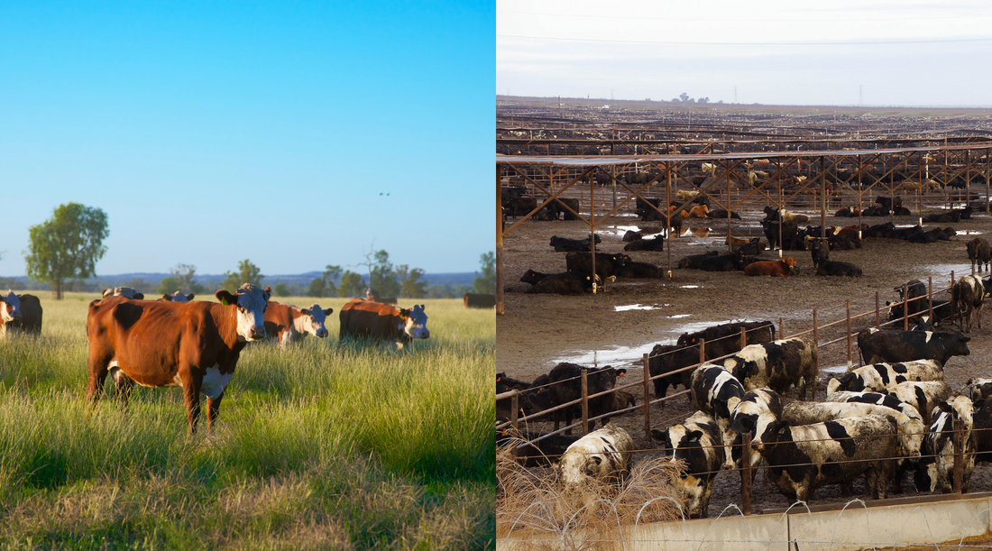 Health benefits of 100% grass-fed beef
